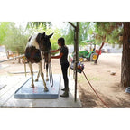 SellEton SL-929 Livestock & Cattle Alleyway Scale - Animal Weighing Equipment with Two Ramps with 5000 lbs x 1 lb