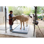 SellEton SL-929 Livestock & Cattle Alleyway Scale with The Size XL-8’ x 48" | 5000 lbs x 1 lb